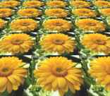 Perspekivisches Kacheln