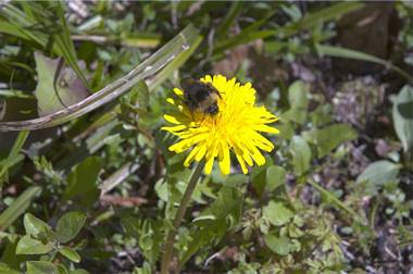 Bild nach Weißpunktkorrektur